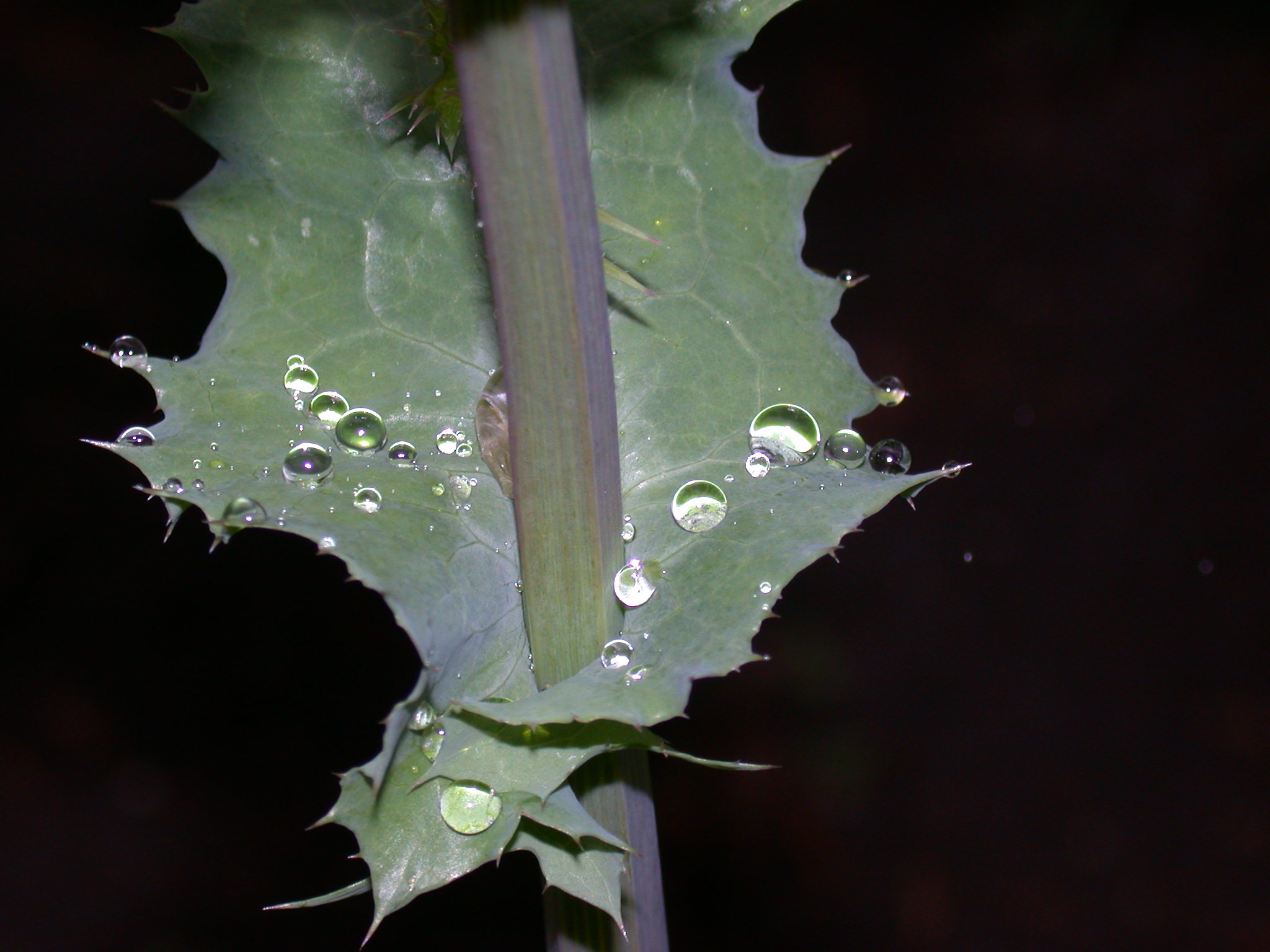 Water repellent letters