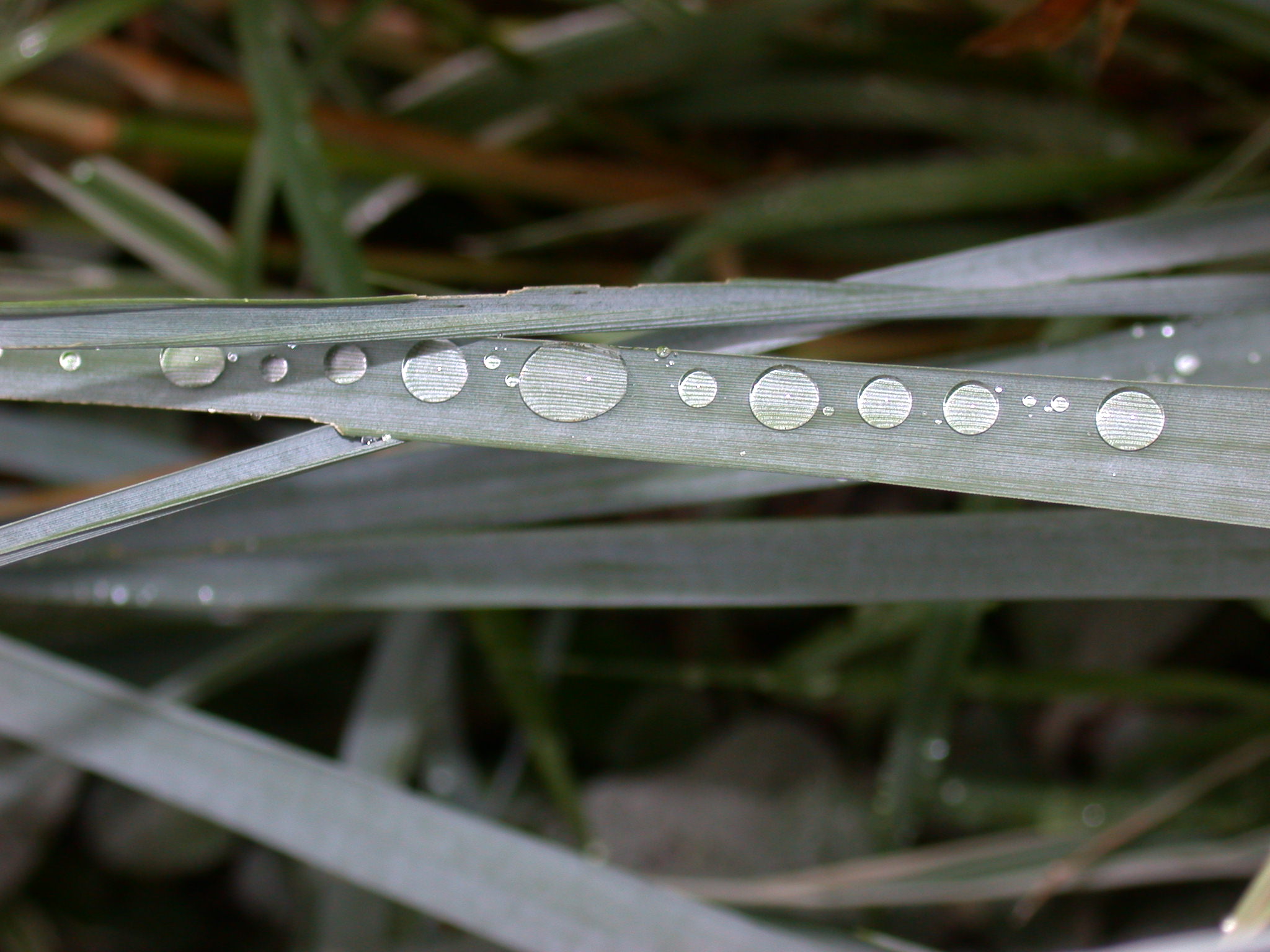 Water repellent letters